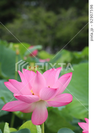 ミツバチと蓮3125 92907596