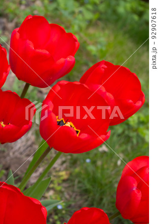 A popular decorative plant called Tulip. Latin name Tulipa. 92907618