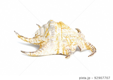 Image of Lambis chiragra, Harpago chiragra on a white background. Undersea Animals. Sea shells. Image of Lambis chiragra, Harpago chiragra on a white background. Undersea Animals. Sea shells. 92907707