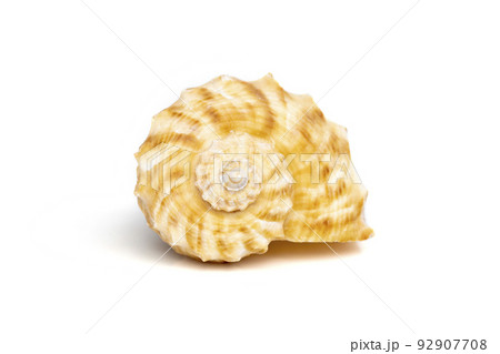 Image of seashell rapana rapiformis on a white background. Undersea Animals. Sea shells. Image of seashell rapana rapiformis on a white background. Undersea Animals. Sea shells. 92907708