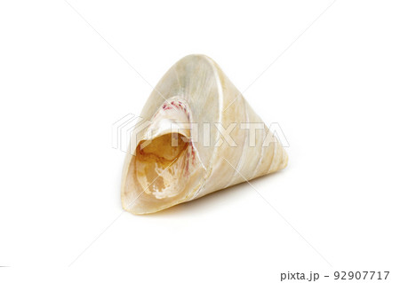 Image of pearl trochus seashells on a white background. Undersea Animals. Sea Shells. Image of pearl trochus seashells on a white background. Undersea Animals. Sea Shells. 92907717