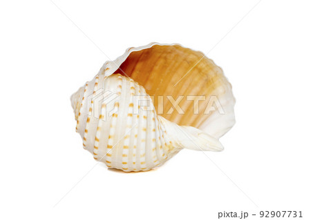 Image of seashells tonna tesselata on a white background. Undersea Animals. Sea Shells. Image of seashells tonna tesselata on a white background. Undersea Animals. Sea Shells. 92907731