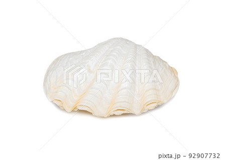 Image of seashells clam pearled on a white background. Undersea Animals. Sea Shells. 92907732