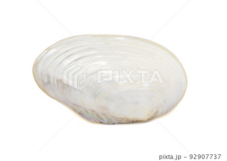 Image of seashells clam pearled on a white background. Undersea Animals. Sea Shells. Image of seashells clam pearled on a white background. Undersea Animals. Sea Shells. 92907737