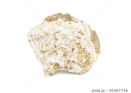 Image of seashells clam pearled on a white background. Undersea Animals. Sea Shells. Image of seashells clam pearled on a white background. Undersea Animals. Sea Shells. 92907738