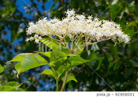 Close-up view of an elderflower.The flowers of this shrub have healing effects. Close-up view of an elderflower.The flowers of this shrub have healing effects. 92908001