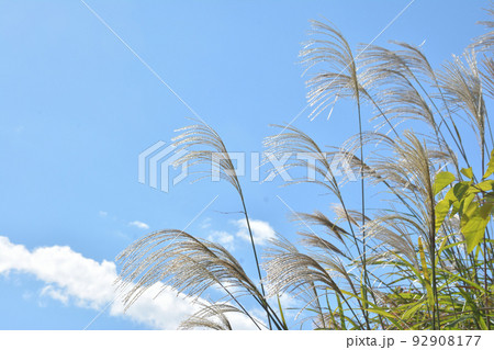 ススキ　青空 92908177
