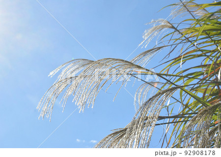 ススキ　青空 92908178