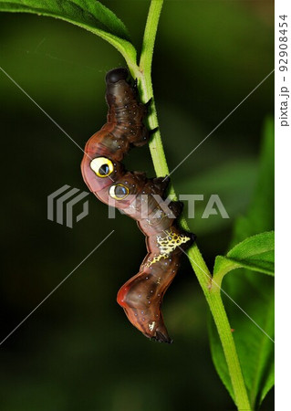 アケビコノハ　幼虫　蛾 92908454