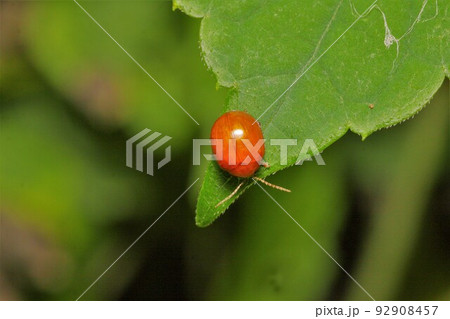 オオキイロマルノミハムシ　昆虫 92908457