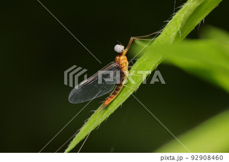 アカマダラカゲロウ亜成虫 水棲昆虫 アカマダラカゲロウ亜成虫 水棲昆虫 92908460