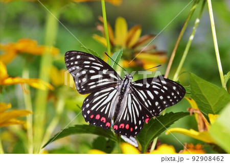 アカボシゴマダラ　昆虫　侵入生物 92908462