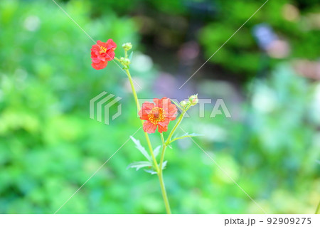 ダイコンソウの花　ファイヤーボール 92909275
