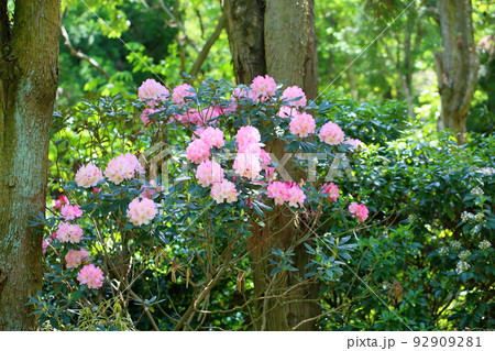 シャクナゲの花 92909281