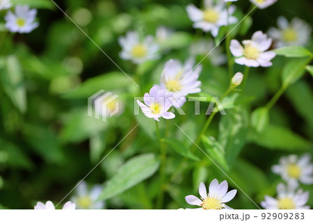 ミヤマヨメナの花 ミヤマヨメナの花 92909283