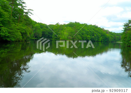 【国指定天然記念物】鯉ヶ窪湿原 鯉ヶ窪池の土手からの眺め3 岡山県新見市 【国指定天然記念物】鯉ヶ窪湿原 鯉ヶ窪池の土手からの眺め3 岡山県新見市 92909317