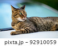 車の上のキジトラ猫の写真　オールドレンズ 92910059