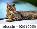 車の上のキジトラ猫の写真　オールドレンズ 92910060
