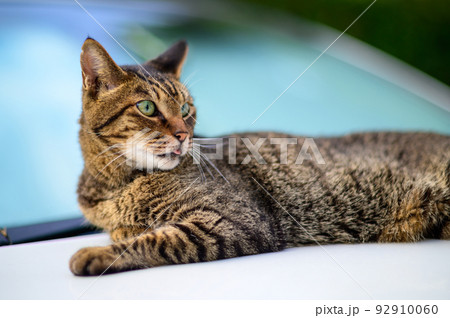 車の上のキジトラ猫の写真　オールドレンズ 92910060