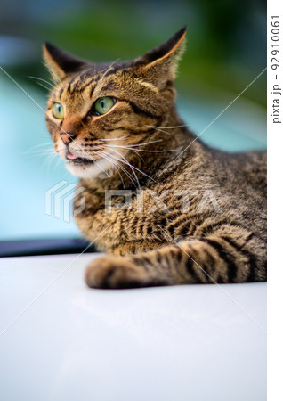 車の上のキジトラ猫の写真　オールドレンズ 92910061
