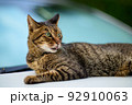 車の上のキジトラ猫の写真　オールドレンズ 92910063