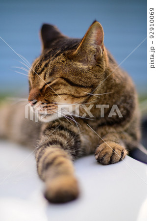 車の上のキジトラ猫の写真 オールドレンズ 車の上のキジトラ猫の写真 オールドレンズ 92910069