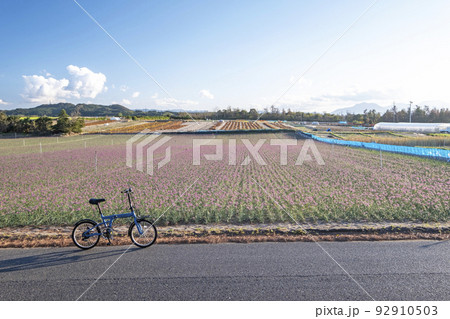 ラッキョウの花・サイクリングイメージ　（鳥取県北栄町） 92910503