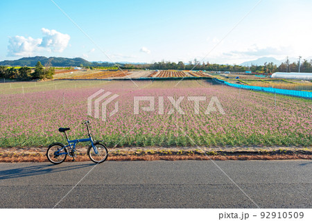 ラッキョウの花・サイクリングイメージ　（鳥取県北栄町） 92910509