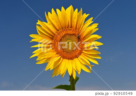 Beautiful yellow flowers - sunflowers in nature with blue sky. Summer background. Beautiful yellow flowers - sunflowers in nature with blue sky. Summer background. 92910549