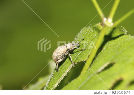 カシワクチブトゾウムシ カシワクチブトゾウムシ 92910674