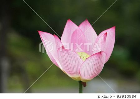 ハス 毎葉蓮　Lotus 92910984
