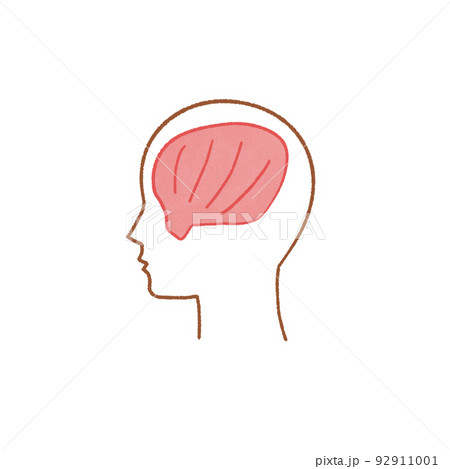 筋肉の簡単な図　側頭筋 92911001