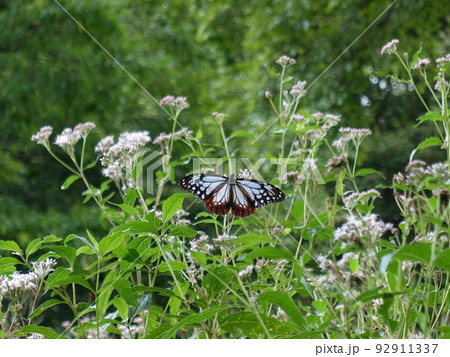 アサギマダラ　チョウ　蝶 92911337