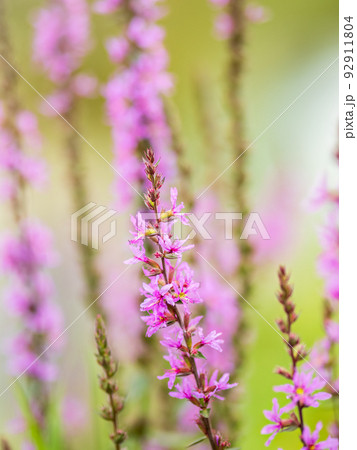 Summer Flowering Purple Loosestrife, Lythrum tomentosum on a green blured background. Summer Flowering Purple Loosestrife, Lythrum tomentosum on a green blured background. 92911804