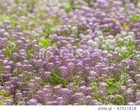 Dainty purple and white flowers of Lobularia maritima Alyssum maritimum, sweet alyssum or sweet alison Dainty purple and white flowers of Lobularia maritima Alyssum maritimum, sweet alyssum or sweet alison 92911818