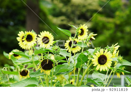 ヒマワリ　Sunflower 92911819