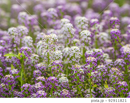 Dainty purple and white flowers of Lobularia maritima Alyssum maritimum, sweet alyssum or sweet alison 92911821