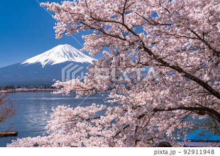 山梨県》富士山と満開の桜・河口湖の写真素材 [92911948] - PIXTA