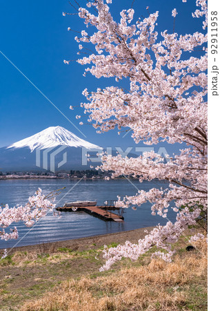 《山梨県》富士山と満開の桜・河口湖 《山梨県》富士山と満開の桜・河口湖 92911958