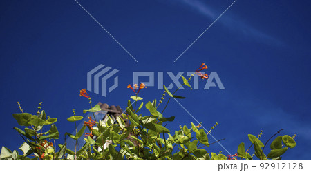 Flowers and nature in the morning Still bright This flower is Lonicera caprifoliumhe sky is clear Flowers and nature in the morning Still bright This flower is Lonicera caprifoliumhe sky is clear 92912128