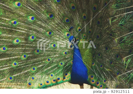 孔雀 クジャク の画像素材 ピクスタ