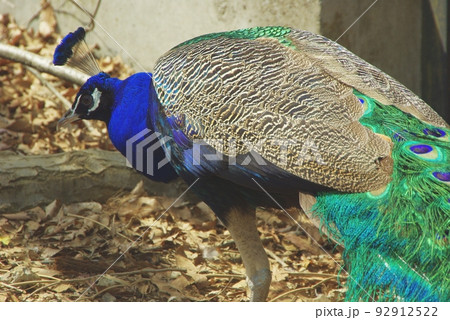 多摩動物公園の放し飼いの孔雀の写真素材 [92912522] - PIXTA