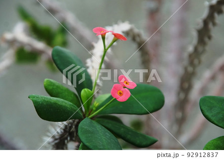 ハナキリン Crown-of-thorns ハナキリン Crown-of-thorns 92912837