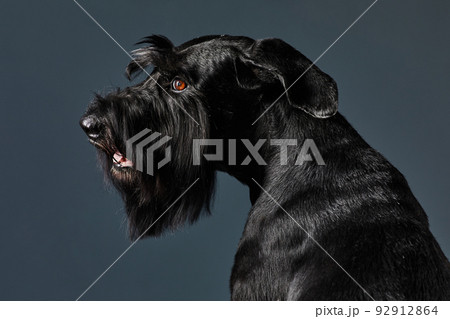 Black adult dog portrait Black adult dog portrait 92912864