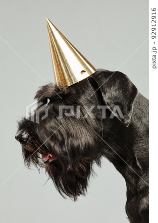 Black terrier in party birthday hat Black terrier in party birthday hat 92912916