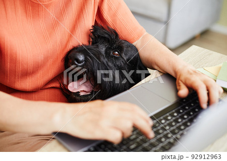 Owner working on laptop with her dog Owner working on laptop with her dog 92912963