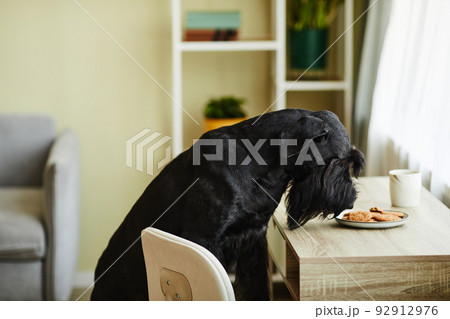 Dog sniffing food on table at home 92912976