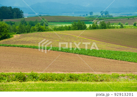 6月の美瑛の風景 6月の美瑛の風景 92913201