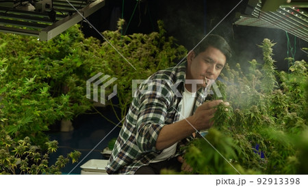 Marijuana farmer smoking rolled marijuana weed joint in curative marijuana farm 92913398