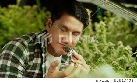 Marijuana farmer tests marijuana buds in curative marijuana farm Marijuana farmer tests marijuana buds in curative marijuana farm 92913402